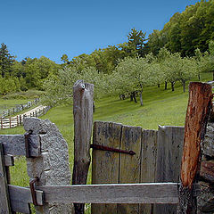 photo "The Fence"