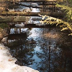 фото "Spring in forest"