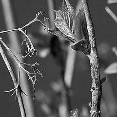 photo "Dead and Life- Gray"