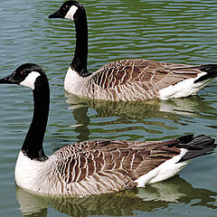 photo "2 grey gooses"