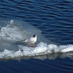 photo "Sea gull"