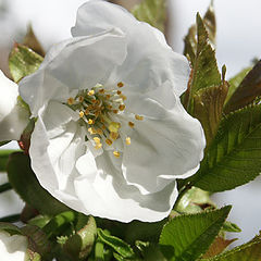 photo "cherry flower"