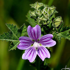 photo "Florecilla"