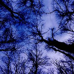 photo "Forest of ghosts"