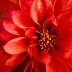 photo "Dahlia"