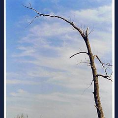 фото "a Dali tree"