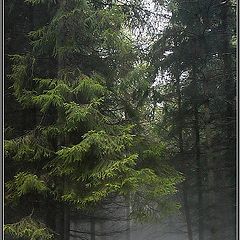 фото "Снег, дождь и туман"