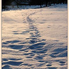 photo "footsteps"