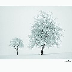 фото "two trees"