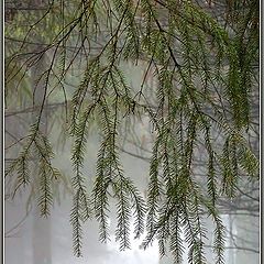 photo "The snow, the rain, the fog and  the melancholy"