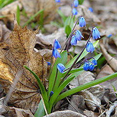 фото "Подснежник"