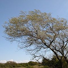 фото "Tree and storm"