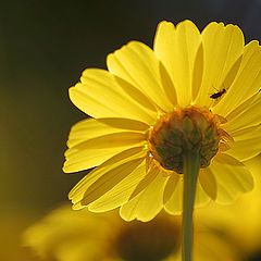 photo "Daisy"