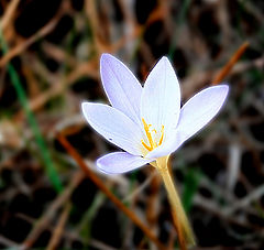 photo "*The birth of the White Love*"