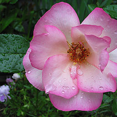 photo "The Crying Rose"