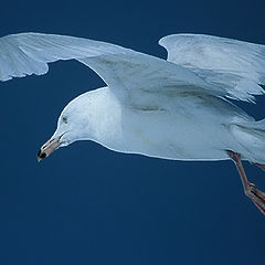 photo "Gulls Flight"