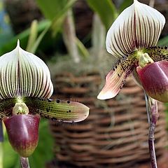 фото "Orquideas"