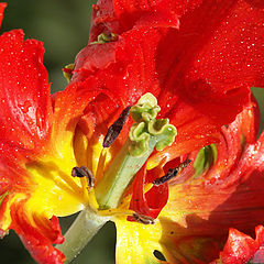 photo "the last tulip of my garden"