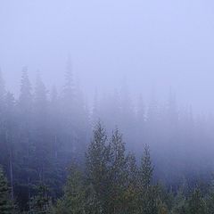 photo "Fog In Trees"