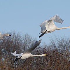 photo "Flaps its wings"