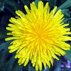 photo "Just a Yellow Flower"