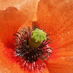 фото "wild poppy"