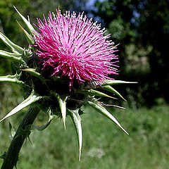 фото "artichoke"