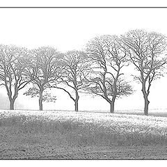 photo "7 trees bw"