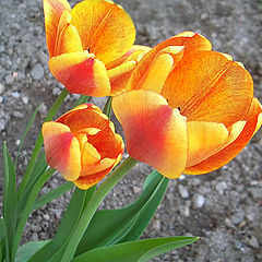 photo "Tulips"