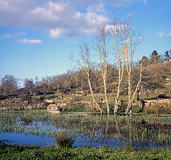 photo "Perfect Stillness"