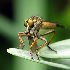 photo "Bug Having Lunch"
