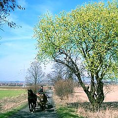 фото "Rural scene"