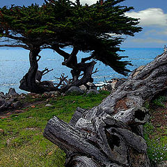 photo "Life & Death at the Seashore"