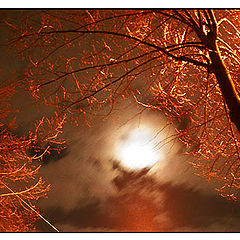 photo "Moonlight"
