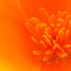 photo "Orange Flower"