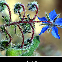 photo "Borage (Borago officinalis)"