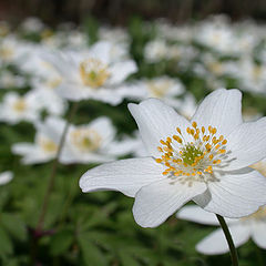 photo "The wood anemone"
