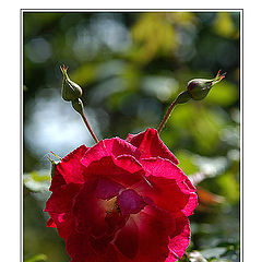 photo "My Second Year in PhotoForum- A Rose To all of You"