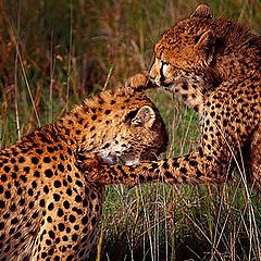 album "African Wildlife"