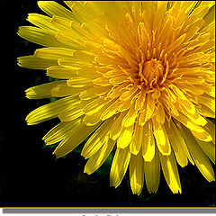 фото "Just a Dandelion"