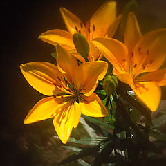 photo "yellow"