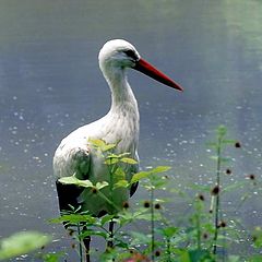 photo "Young Stork"