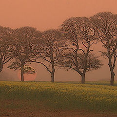 photo "7 trees color"