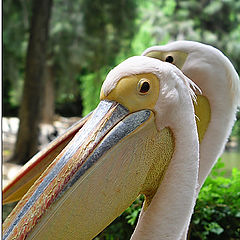 photo "Pelican"