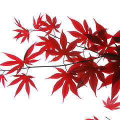 фото "Red Leaves"