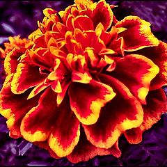 фото "Flame-flower"