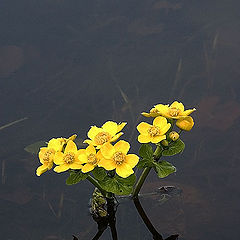 photo "The first flowers."