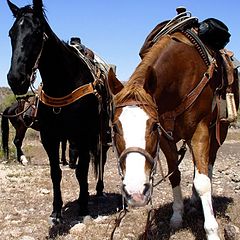 фото "Chisolm & Gidget"