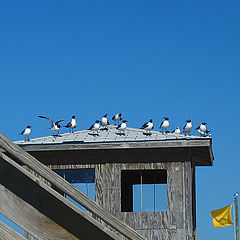 photo "Camping pilots"