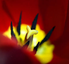 photo "Flower 6"